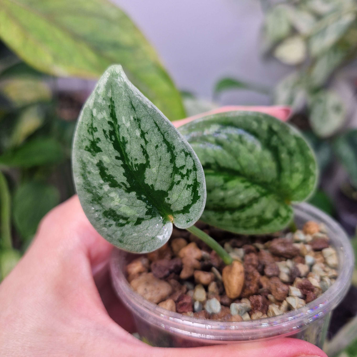 Scindapsus Snowfleck - ukorzeniona sadzonka