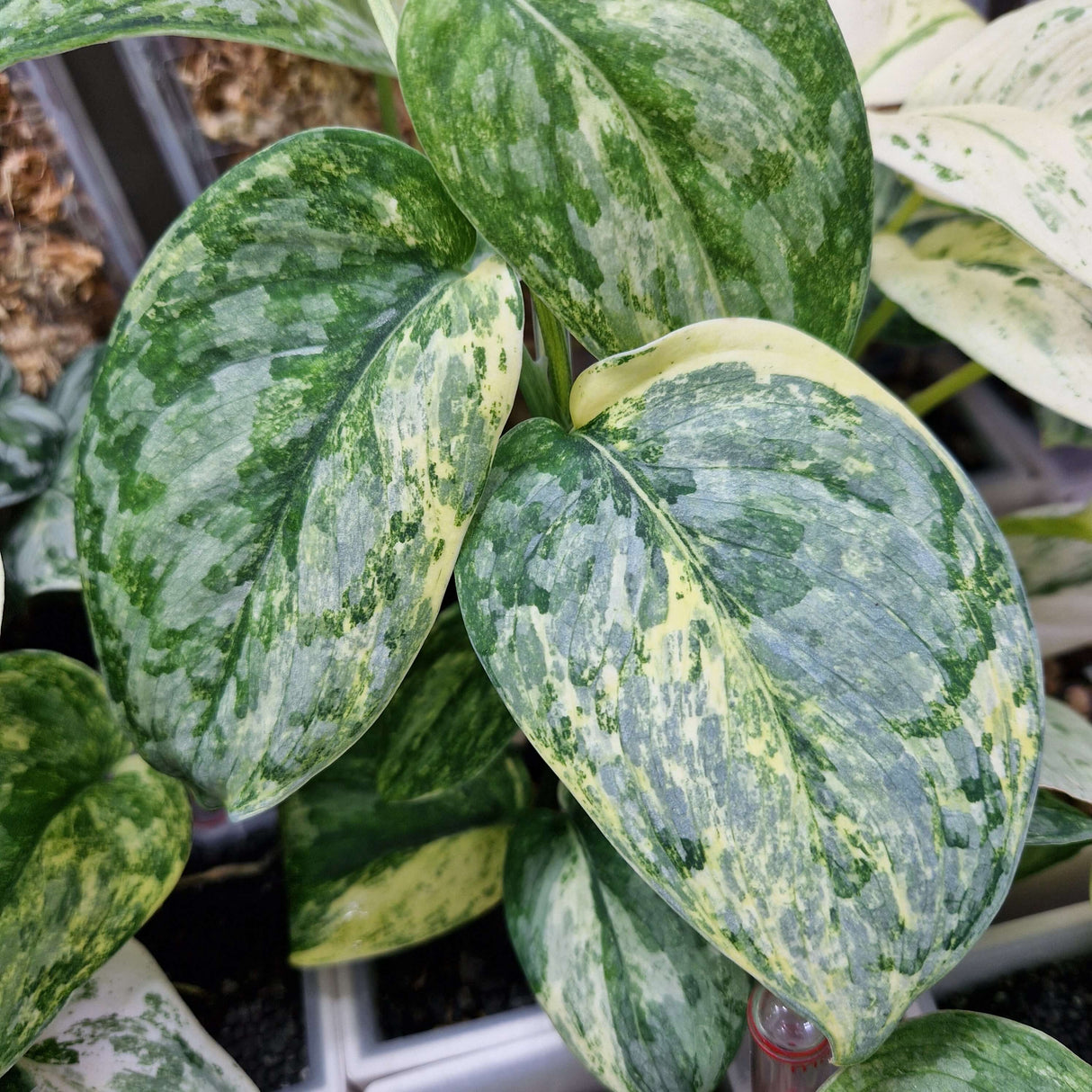 Scindapsus Peasun v1 – cięta sadzonka pędowa