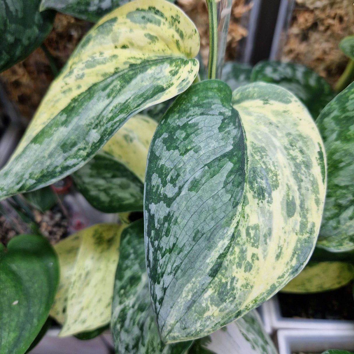 Scindapsus Peasun v1 – cięta sadzonka pędowa