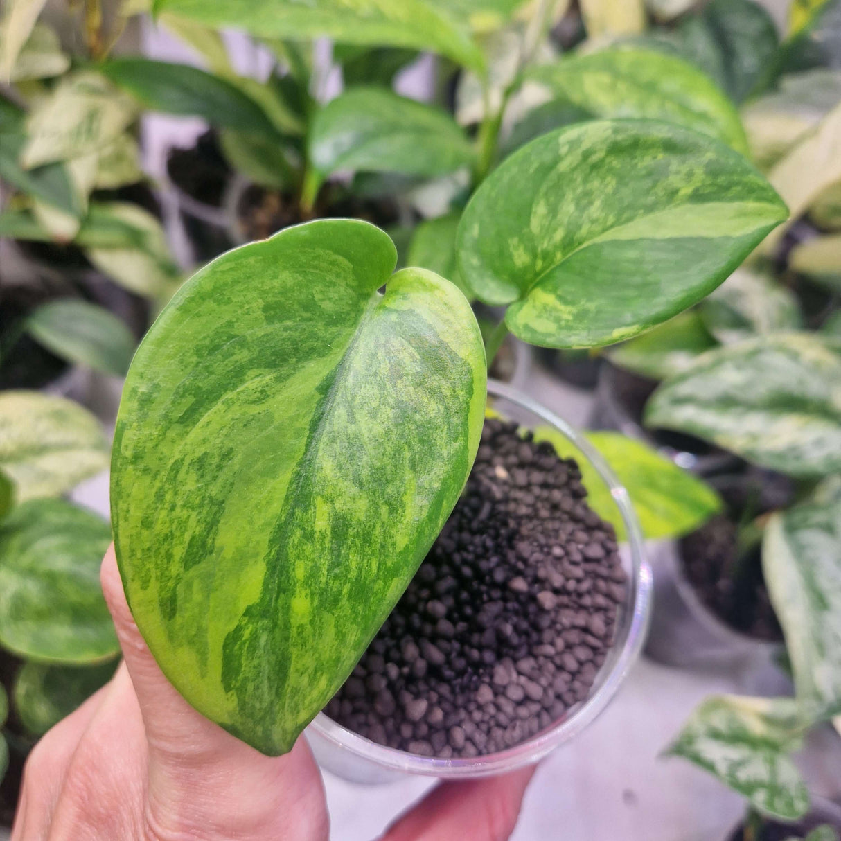 Scindapsus Jade Satin green on green - ukorzeniona sadzonka