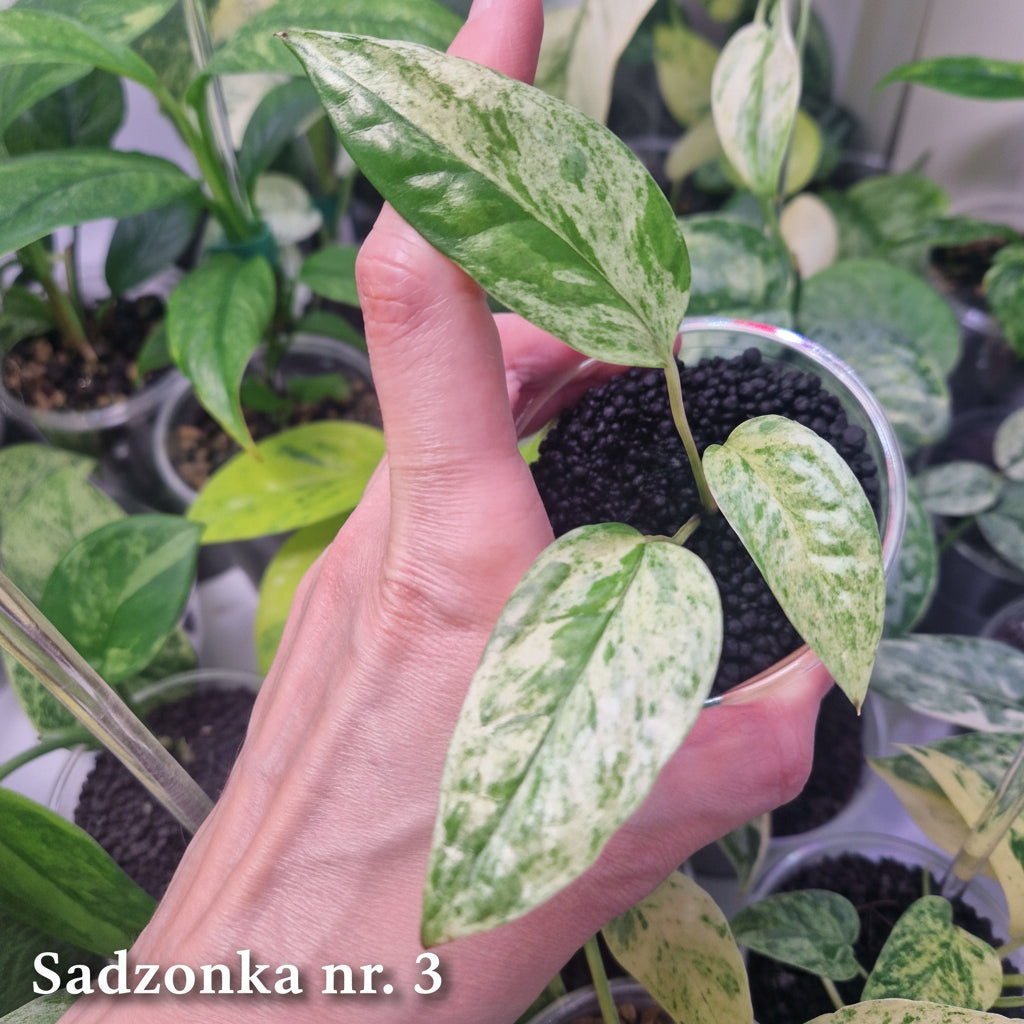 Epipremnum cebu blue variegated - ukorzeniona sadzonka