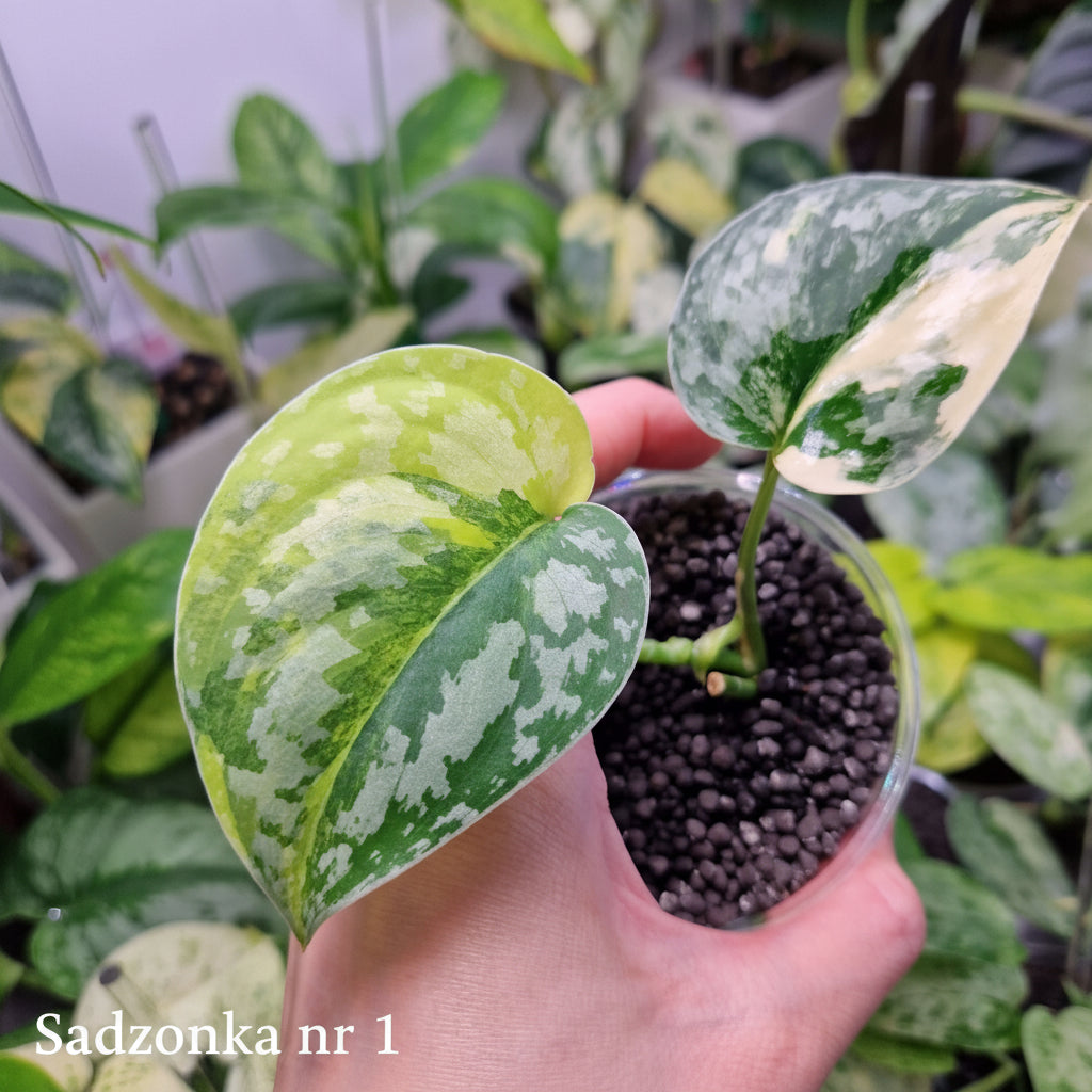 Scindapsus Andalas - ukorzeniona sadzonka