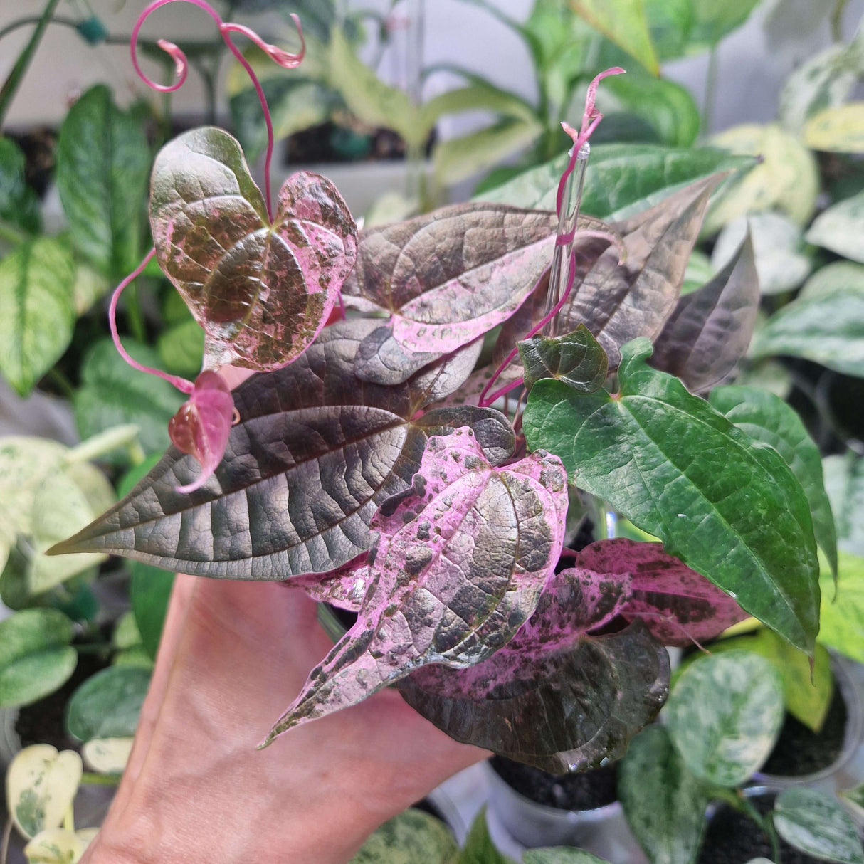 Dioscorea Glabra Roxb 'AURORA' Pink Satun - cięta sadzonka pędowa