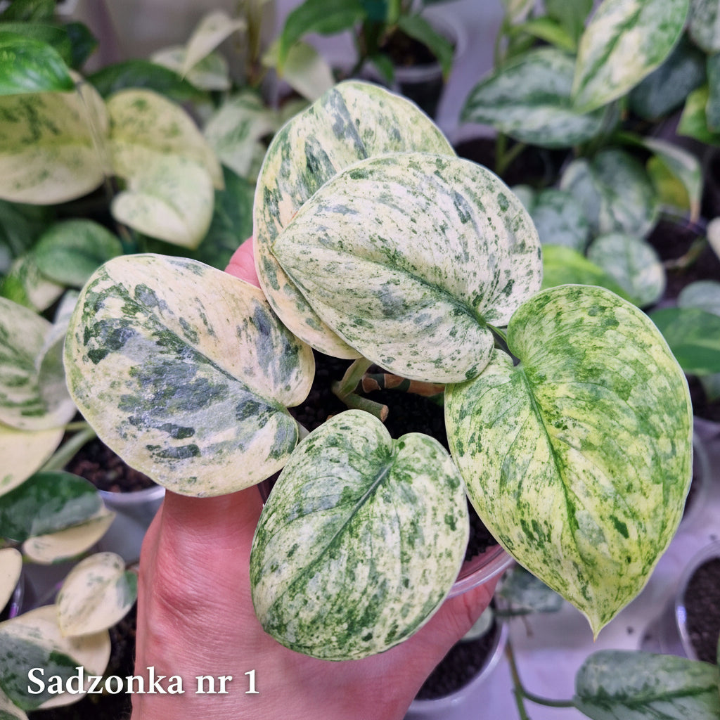 Scindapsus Dark Silver Cloud variegated – ukorzeniona sadzonka
