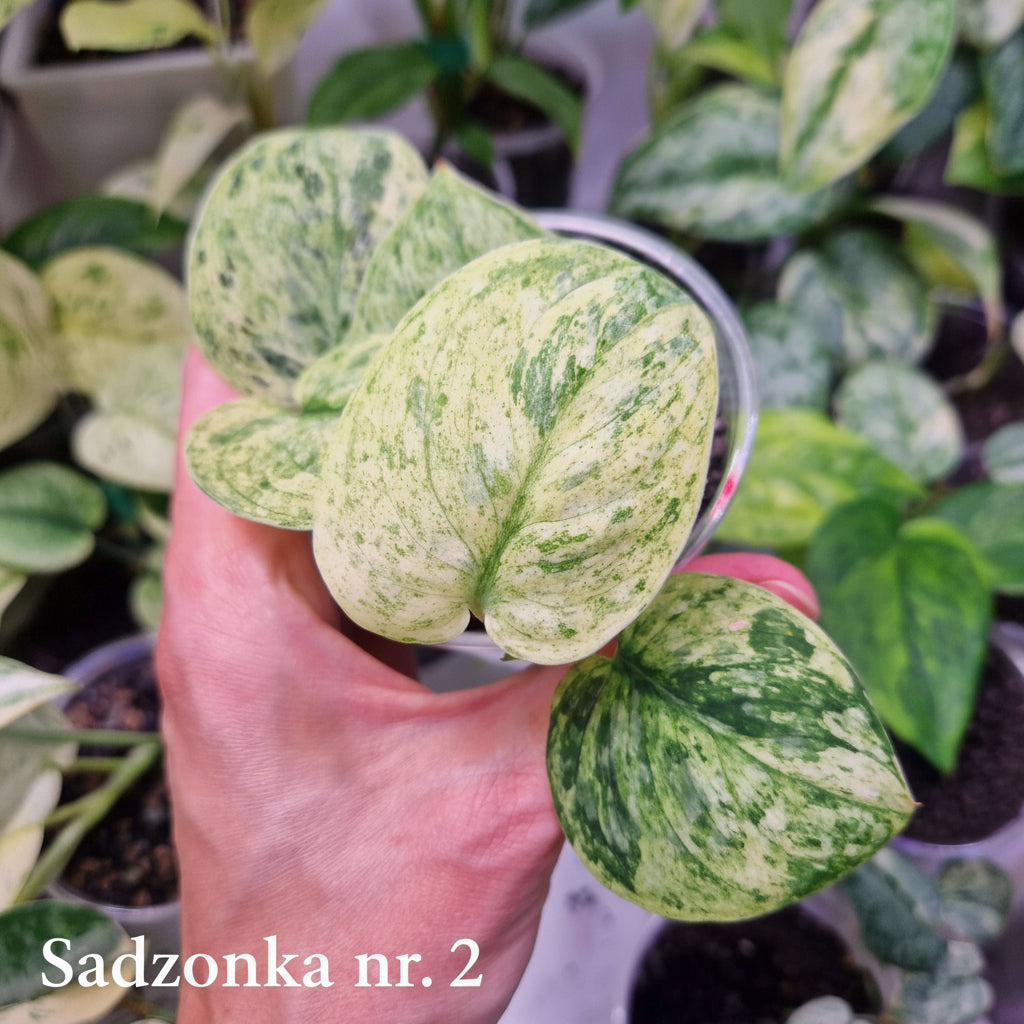 Scindapsus Dark Silver Cloud variegated – ukorzeniona sadzonka