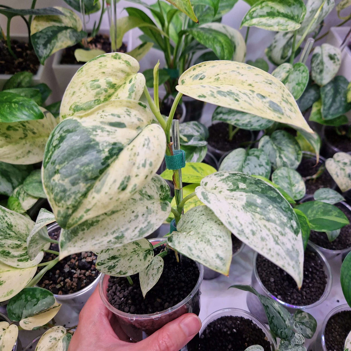 Scindapsus NOID variegated - ukorzeniona sadzonka