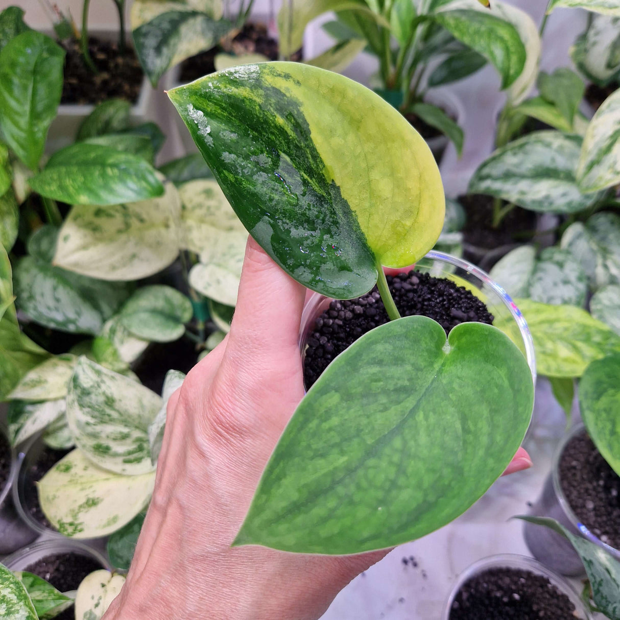 Scindapsus Garawa - ukorzeniona sadzonka
