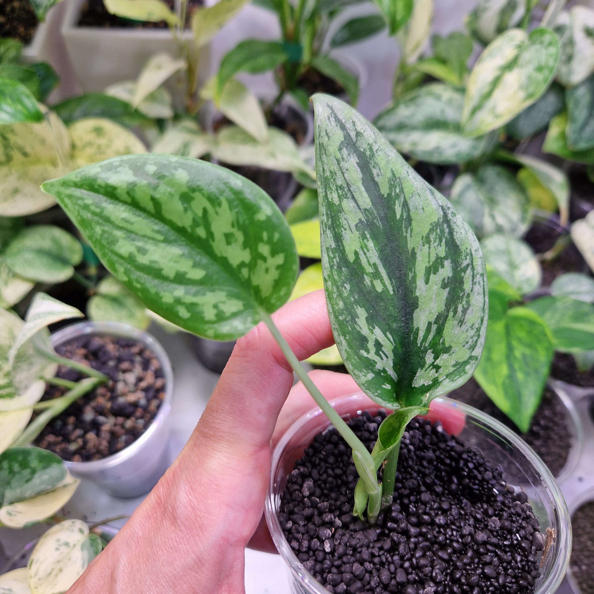 Scindapsus Green Army – ukorzeniona sadzonka