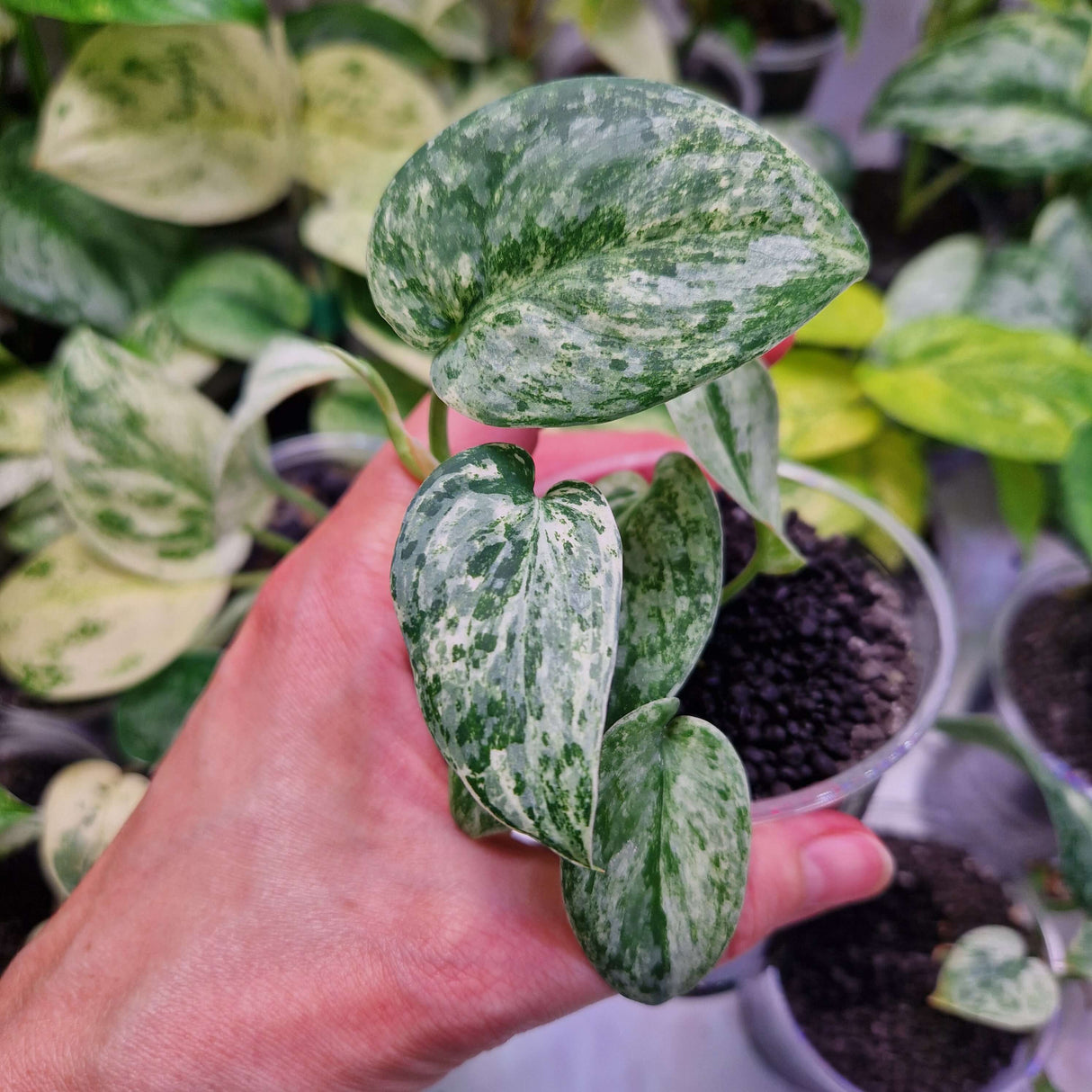 Scindapsus NOID variegated - ukorzeniona sadzonka