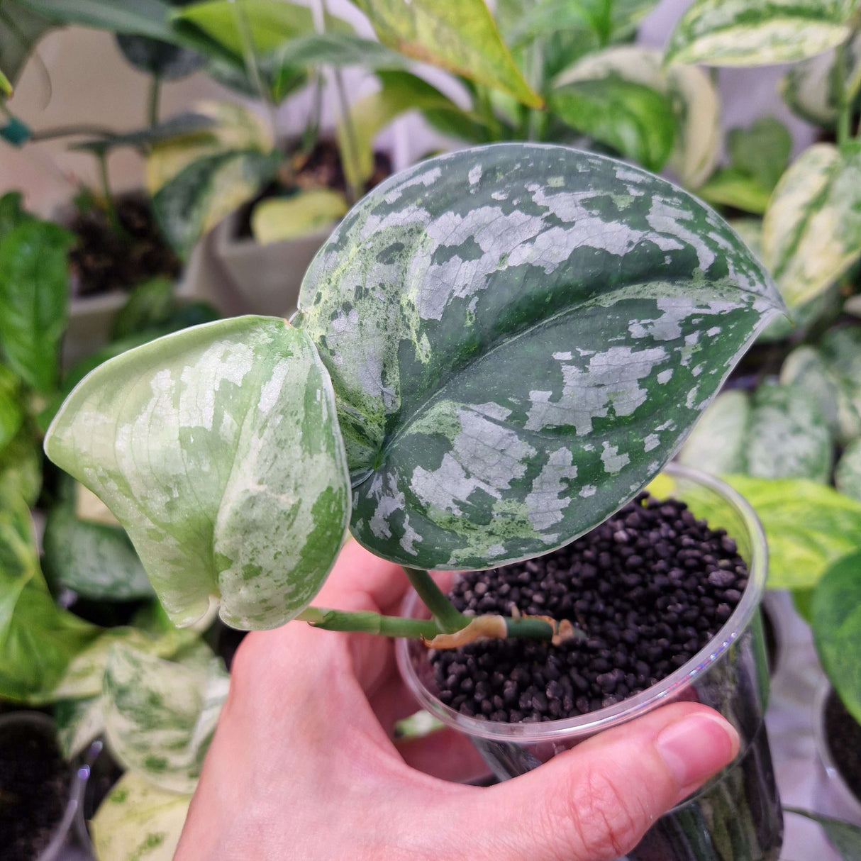 Scindapsus Mejile – ukorzeniona sadzonka
