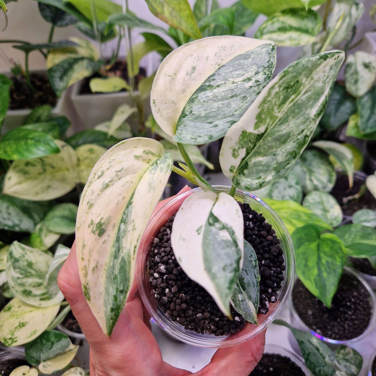 Scindapsus NOID variegated - ukorzeniona sadzonka