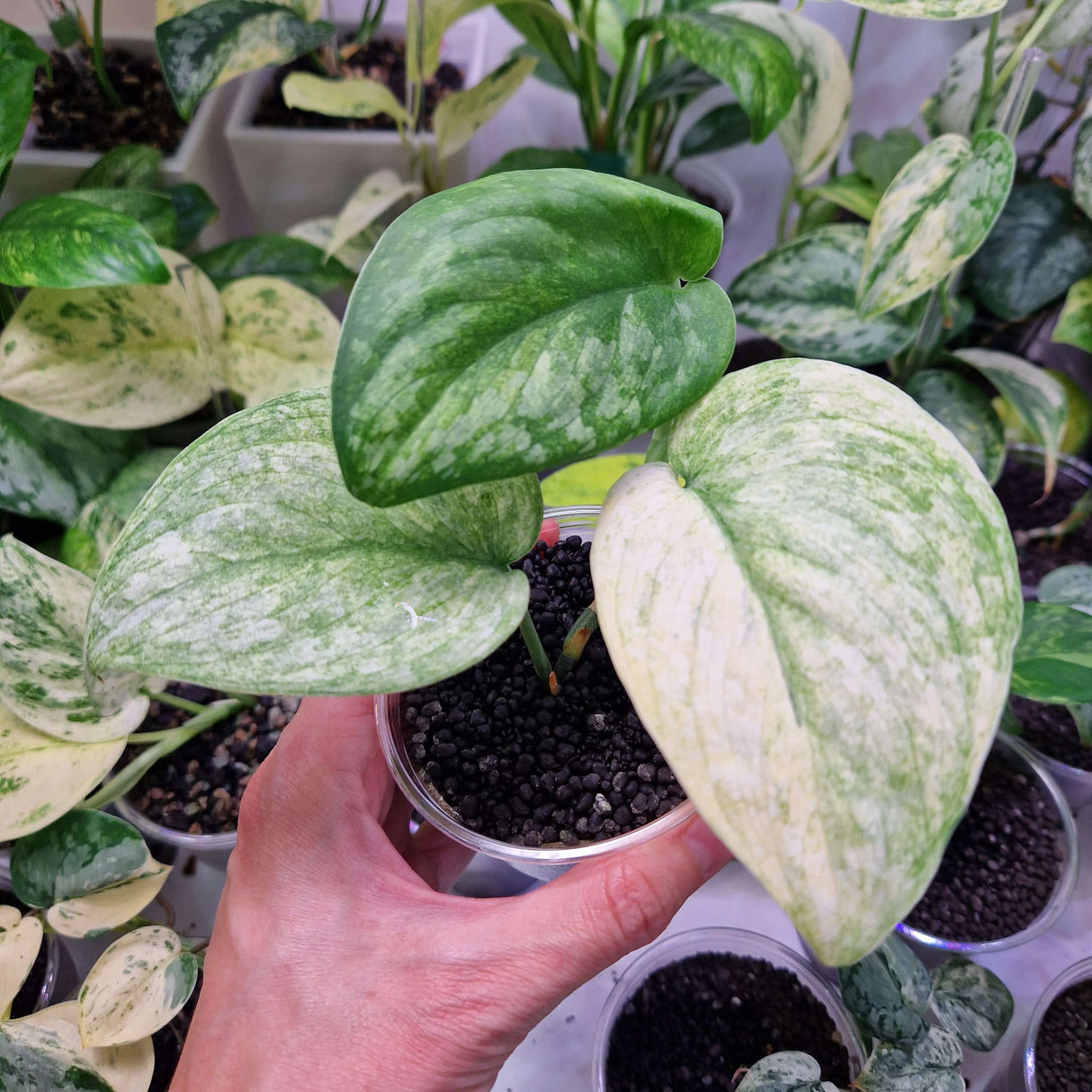 Scindapsus NOID variegated - ukorzeniona sadzonka