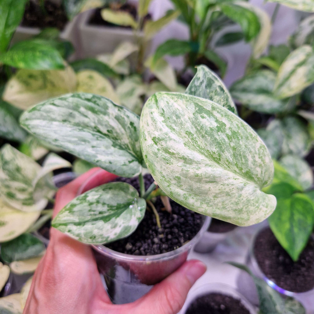 Scindapsus NOID variegated - ukorzeniona sadzonka pędowa
