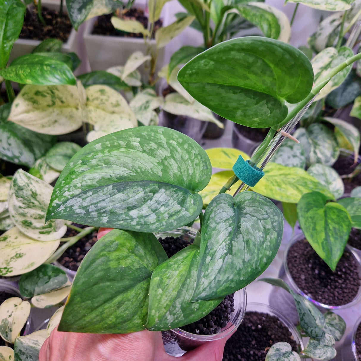 Scindapsus Green Dragon – ukorzeniona sadzonka