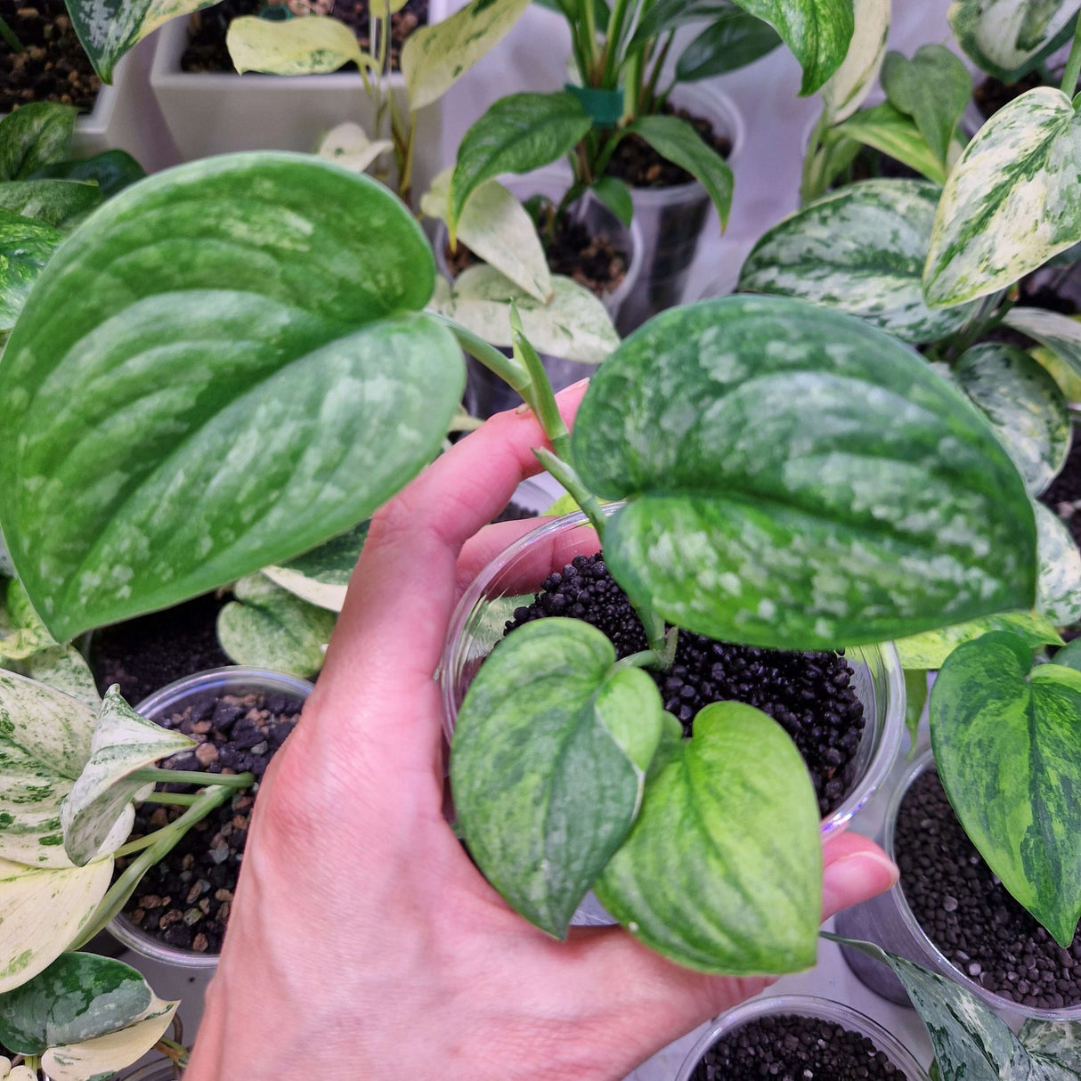 Scindapsus Silver Green on Green – ukorzeniona sadzonka