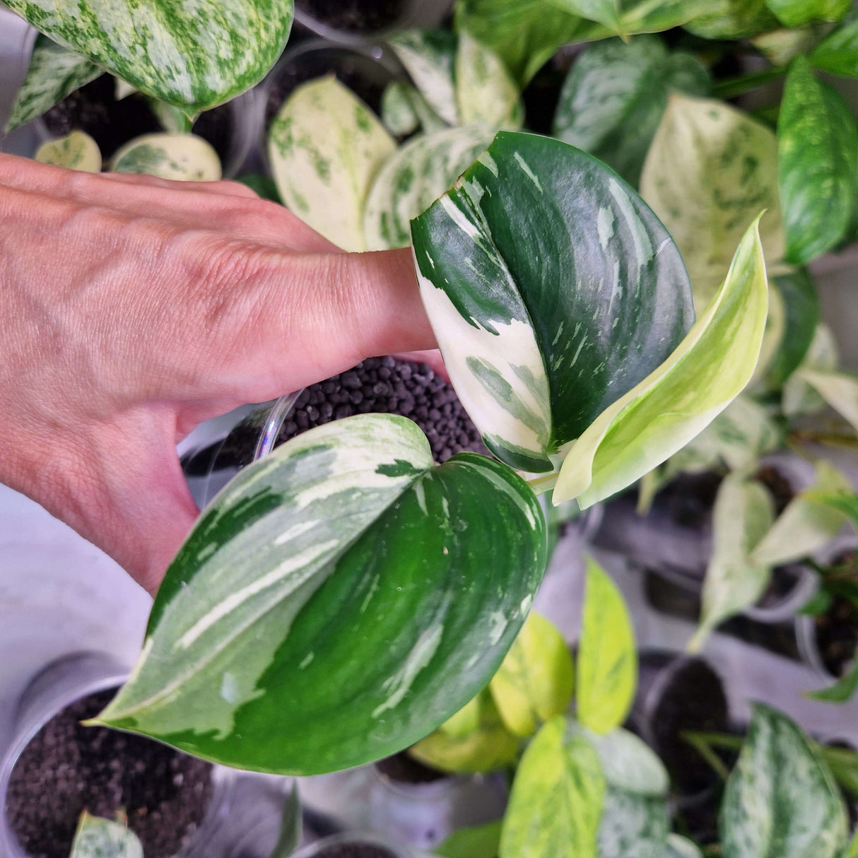 Scindapsus moonlight albo – ukorzeniona sadzonka