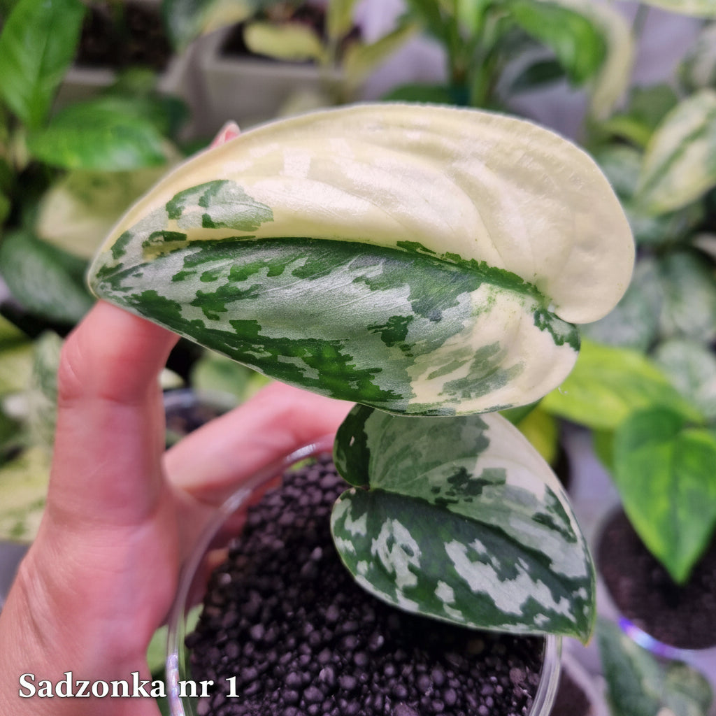 Scindapsus Mayari - ukorzeniona sadzonka
