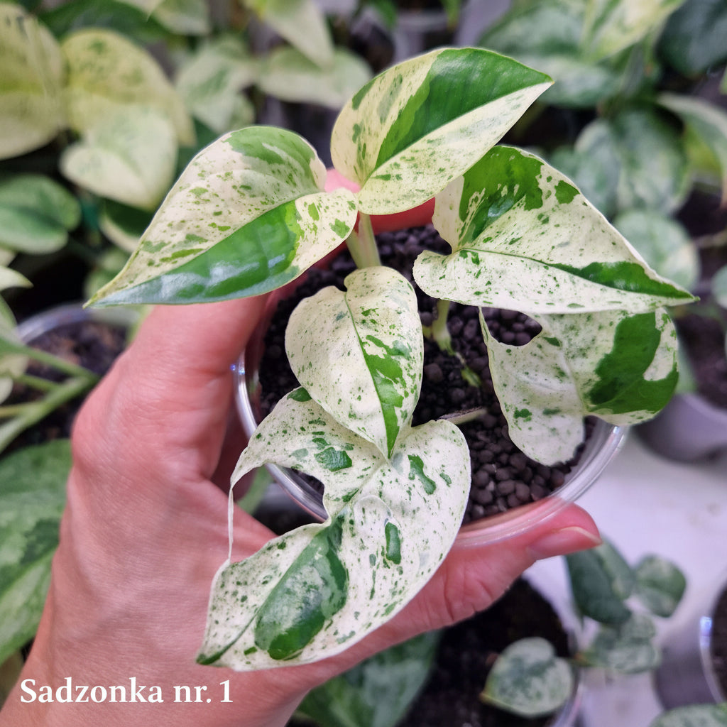 Epipremnum pinnatum Marble - ukorzeniona sadzonka