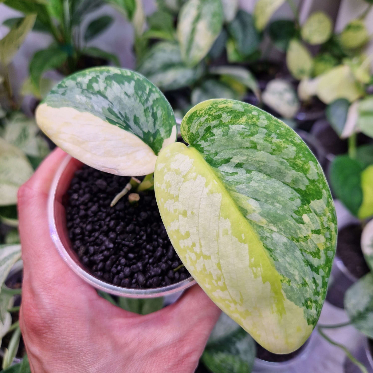 Scindapsus Prabu - ukorzeniona sadzonka