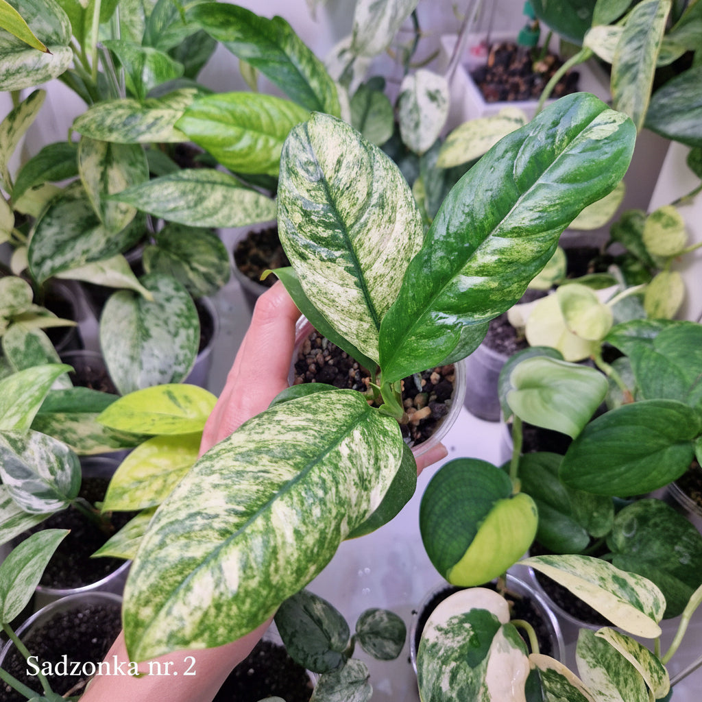 Rhaphidophora puberula variegated – ukorzeniona sadzonka