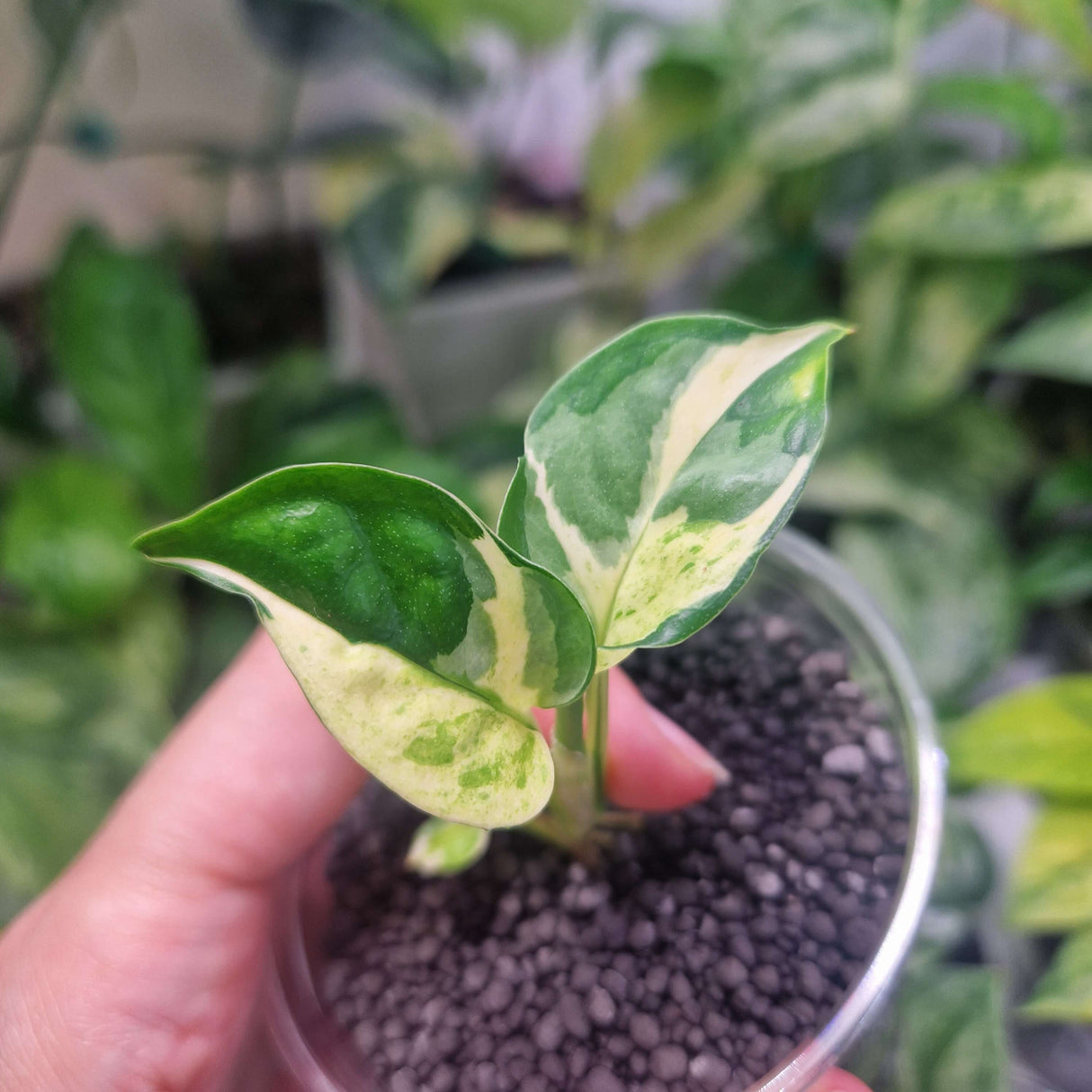 Epipremnum global Japanese - ukorzeniona sadzonka