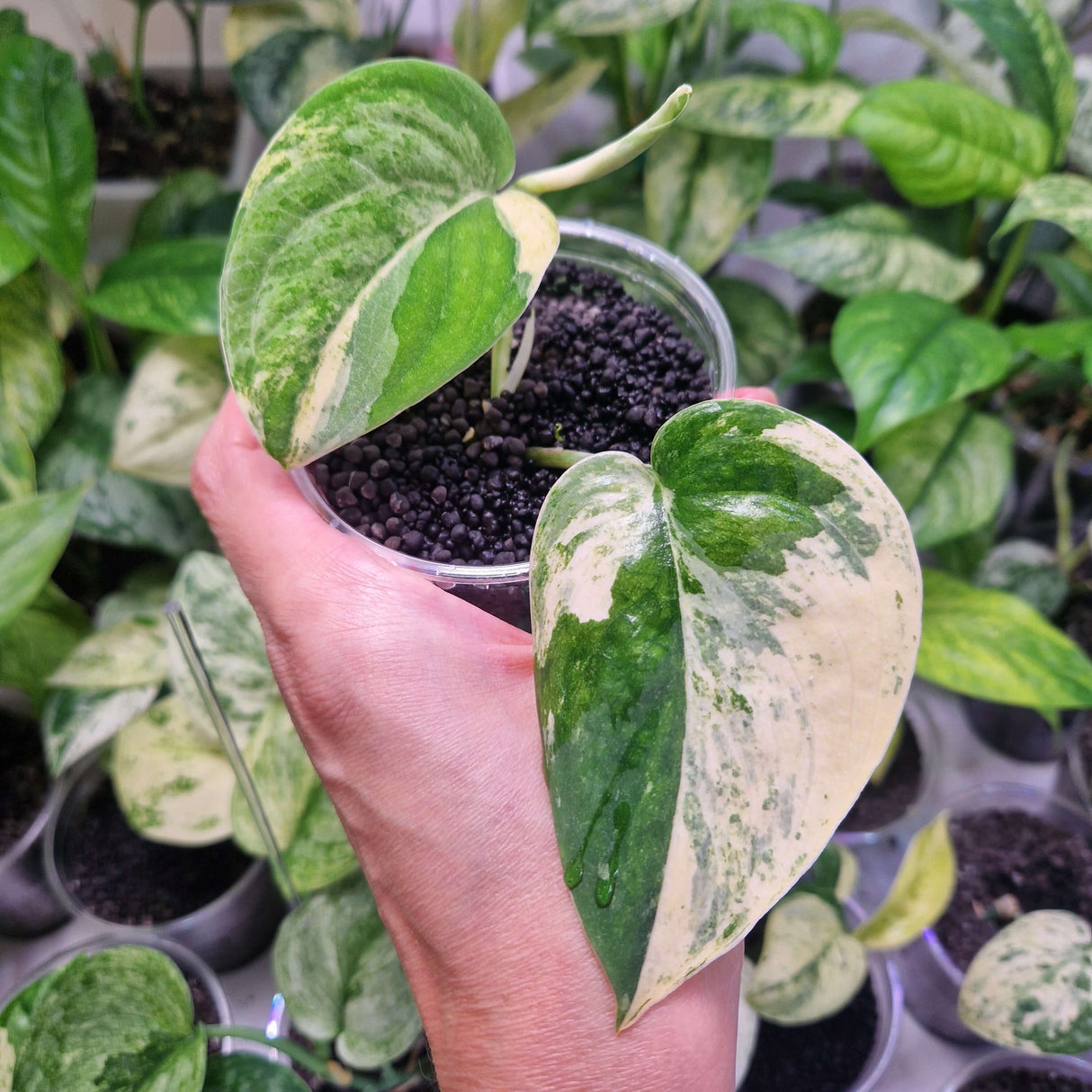 Scindapsus Mangurai - ukorzeniona sadzonka