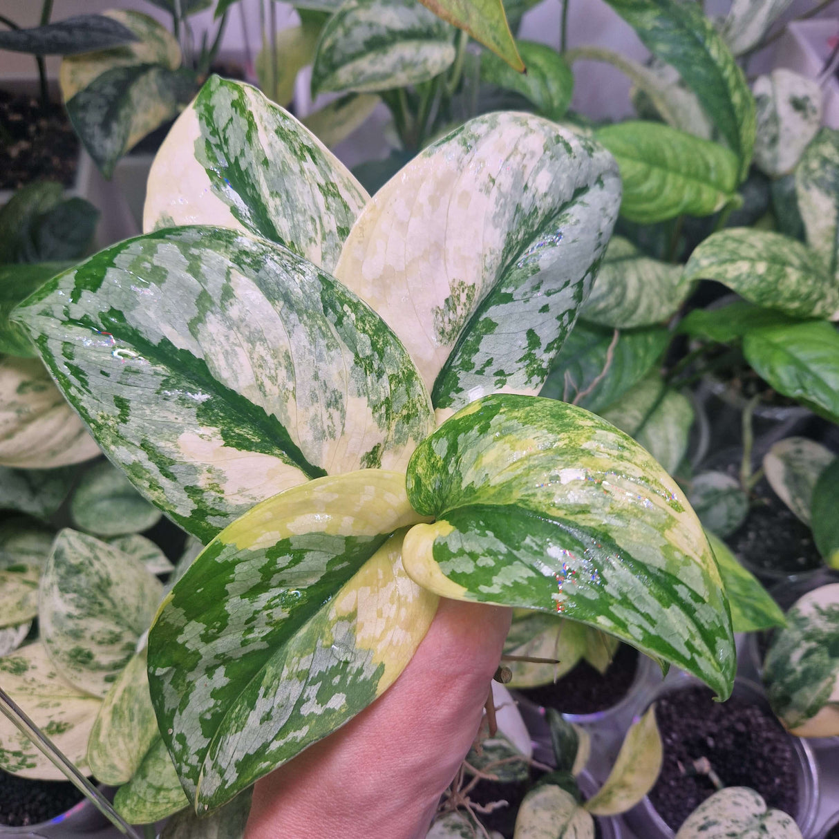 Scindapsus Prabu – cięta sadzonka pędowa