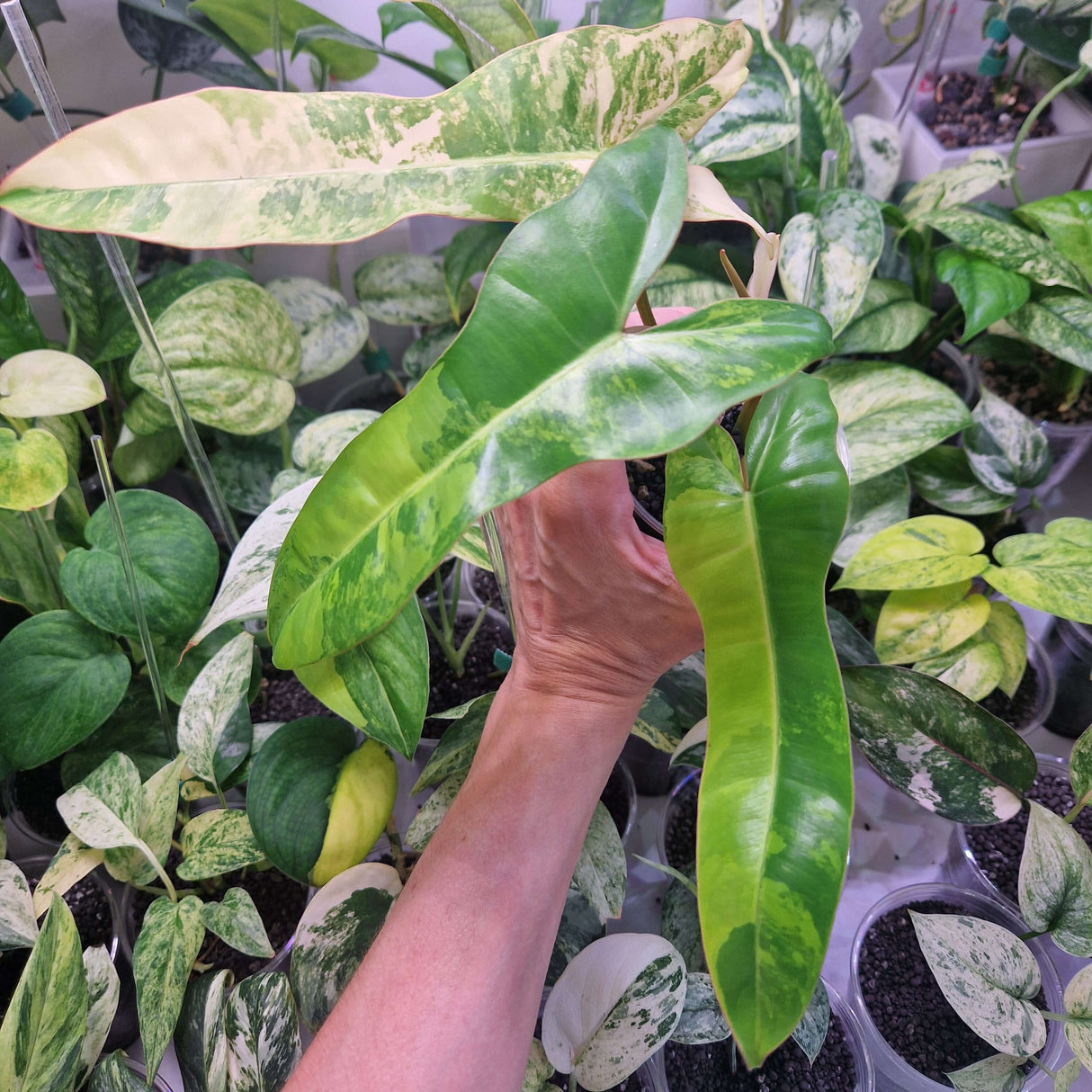 Philodendron Jennifer (Billietiae x Florida Beauty) - ukorzeniona sadzonka