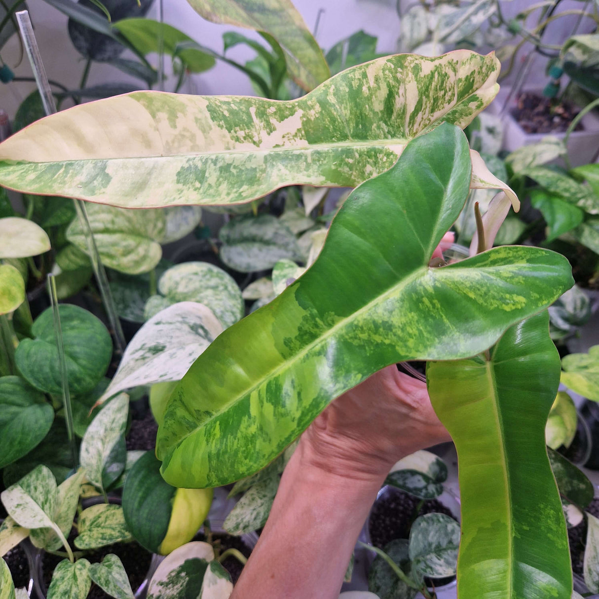 Philodendron Jennifer (Billietiae x Florida Beauty) - ukorzeniona sadzonka