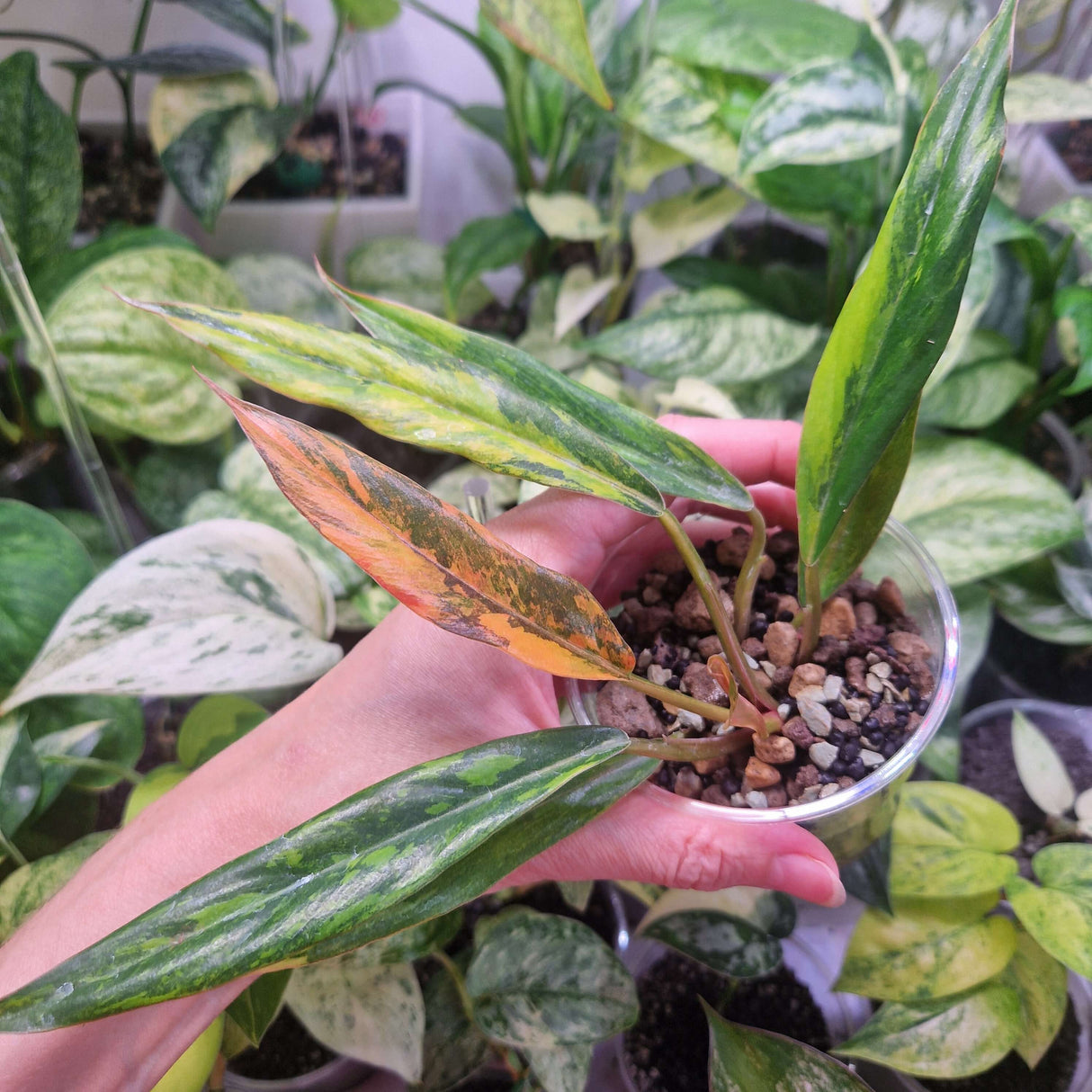 Philodendron Caramel Marble 'Fire Tiger' - ukorzeniona sadzonka