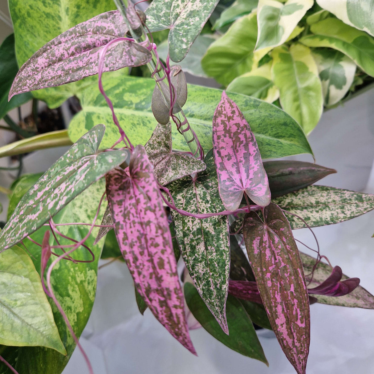 Dioscorea 'Pink Pixel' - cięta sadzonka pędowa