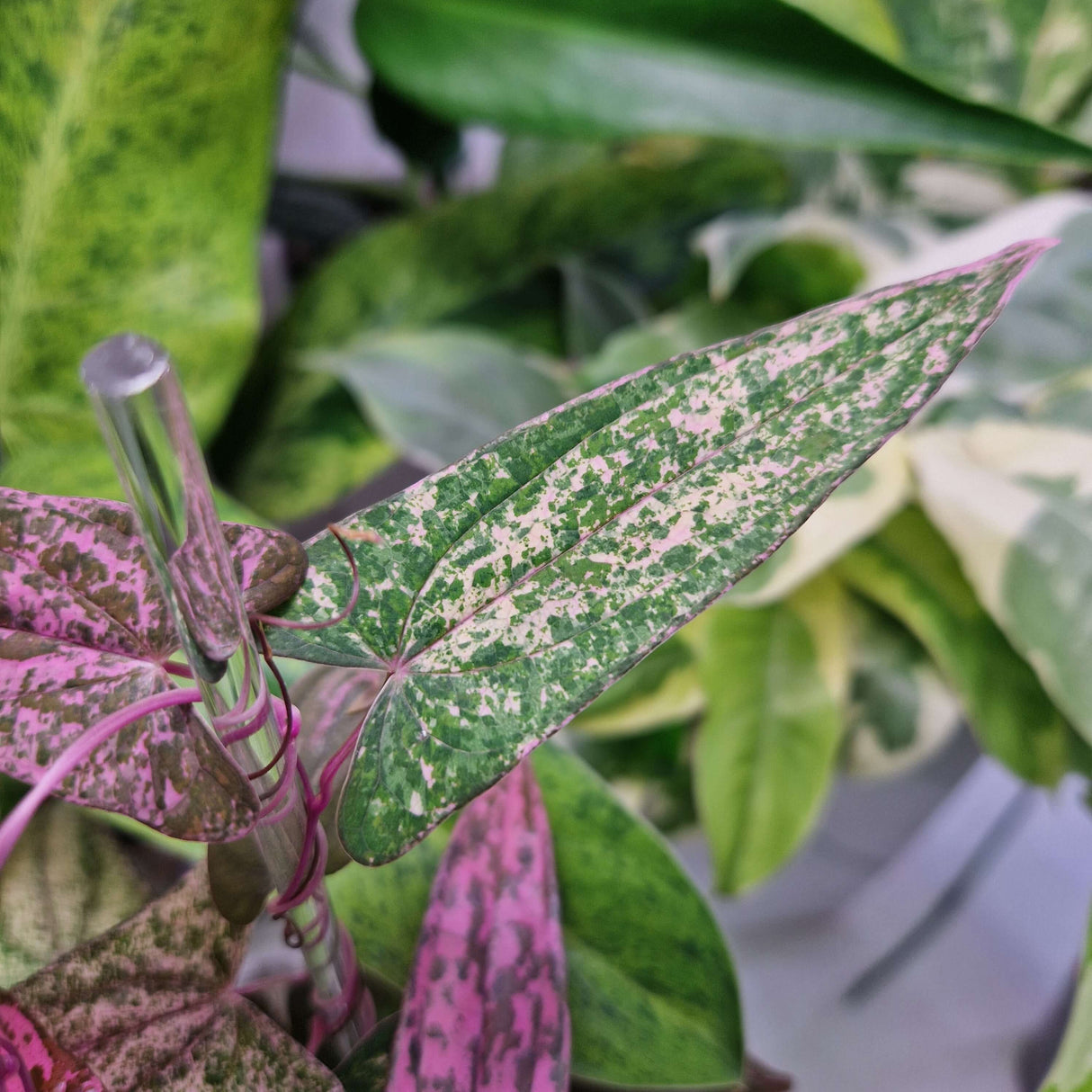 Dioscorea 'Pink Pixel' - cięta sadzonka pędowa