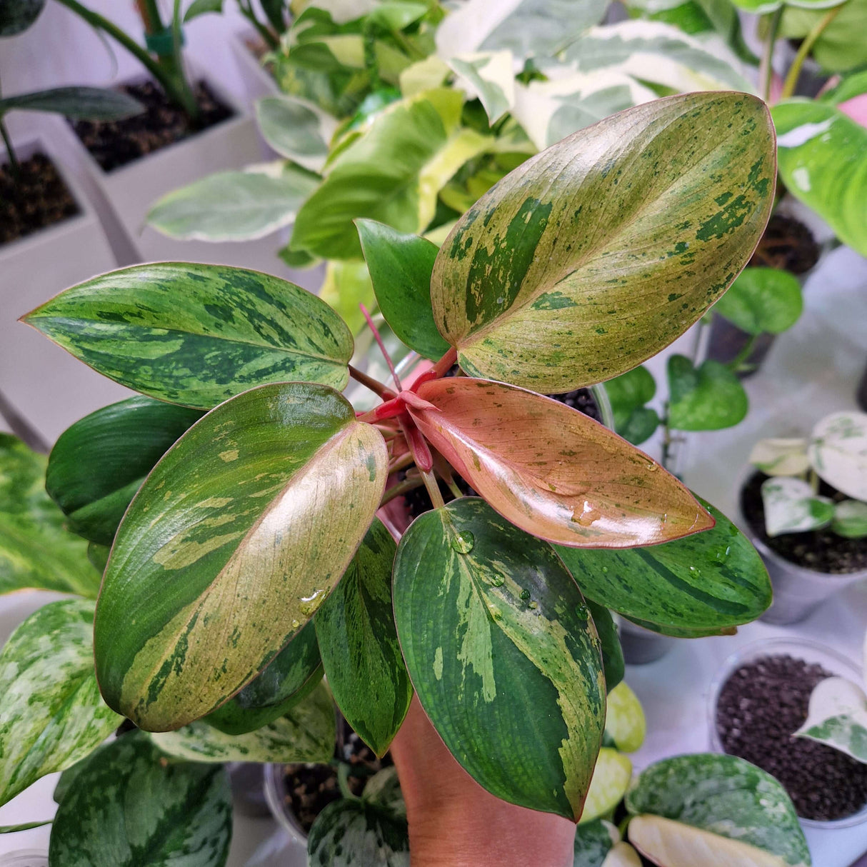 Philodendron Red Congo Dwarf variegated - ukorzeniona sadzonka
