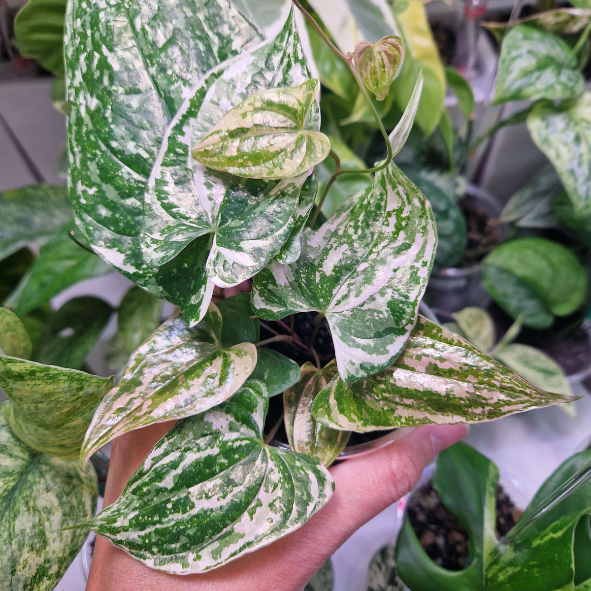 Dioscorea transversa - cięta sadzonka pędowa