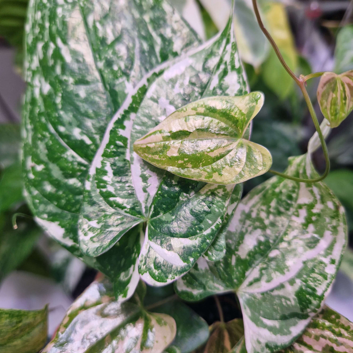Dioscorea transversa - cięta sadzonka pędowa