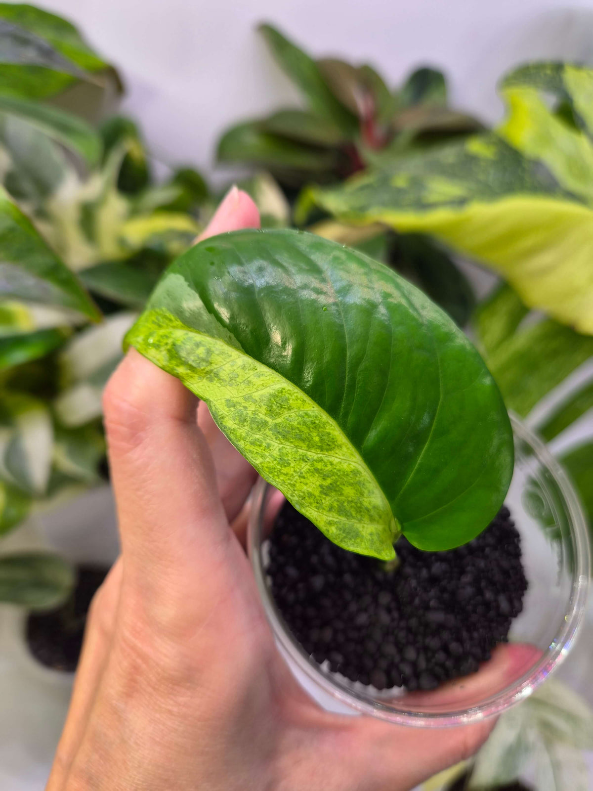 Epipremnum Phuket - ukorzeniona sadzonka pędowa