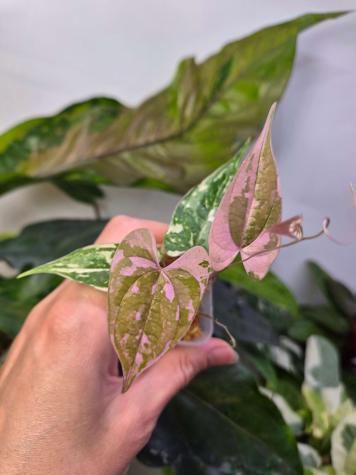 Dioscorea Garrettii 'Crystal' - ukorzeniona sadzonka