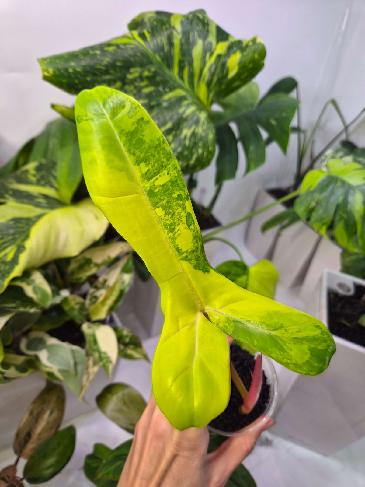 Philodendron (FB x Mayoi) x Billietiae - ukorzeniona sadzonka