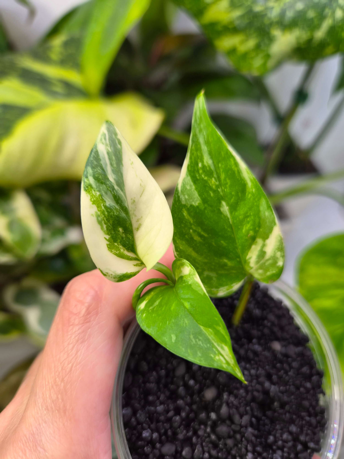 Epipremnum Colorado Constellation - ukorzeniona sadzonka