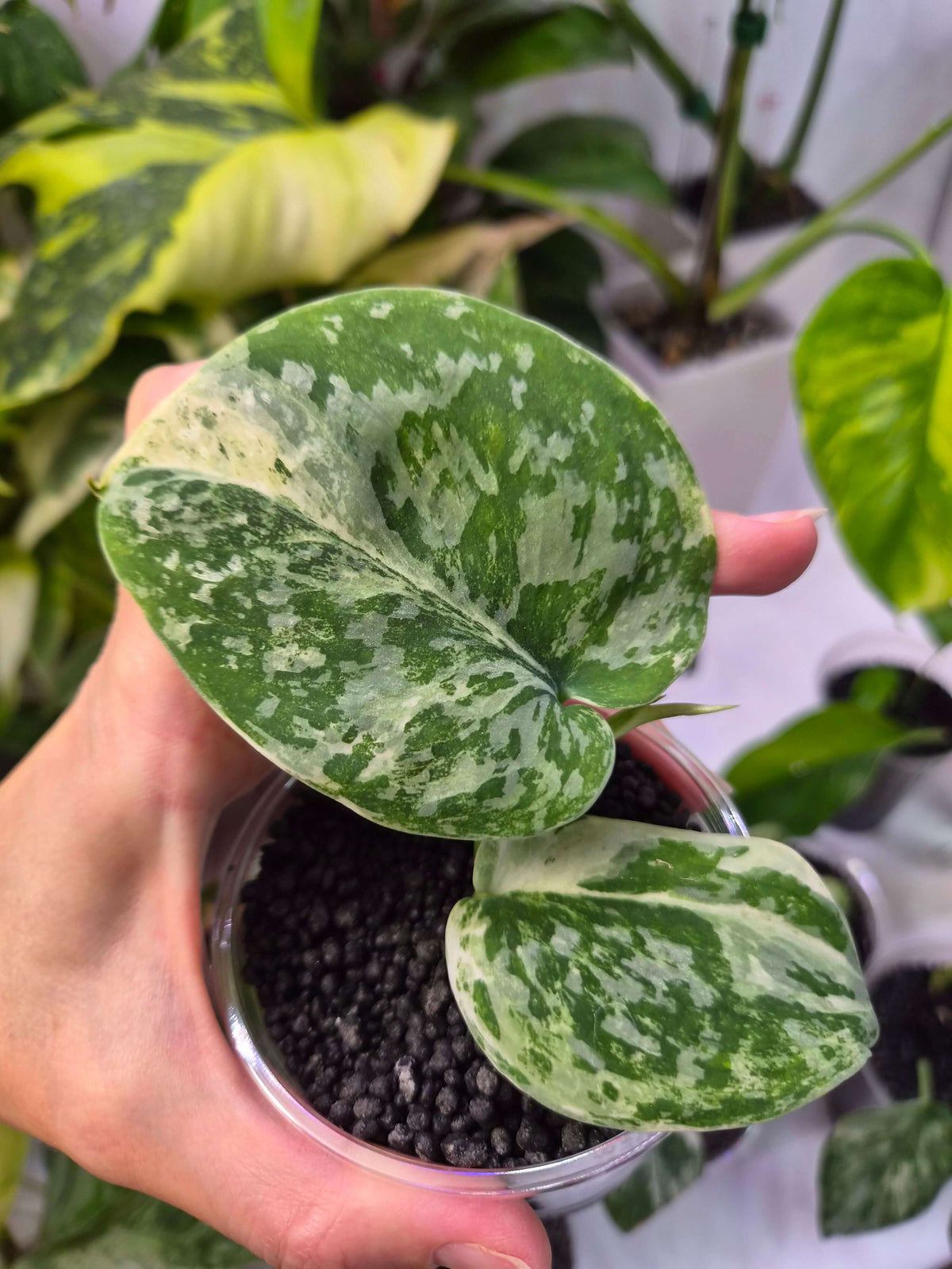 Scindapsus White Crystal - ukorzeniona sadzonka