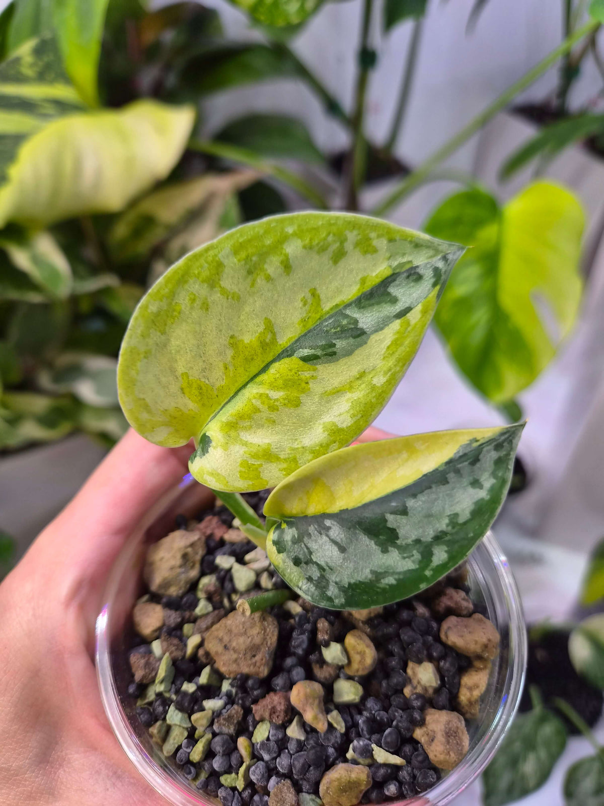 Scindapsus Maharlika - ukorzeniona sadzonka