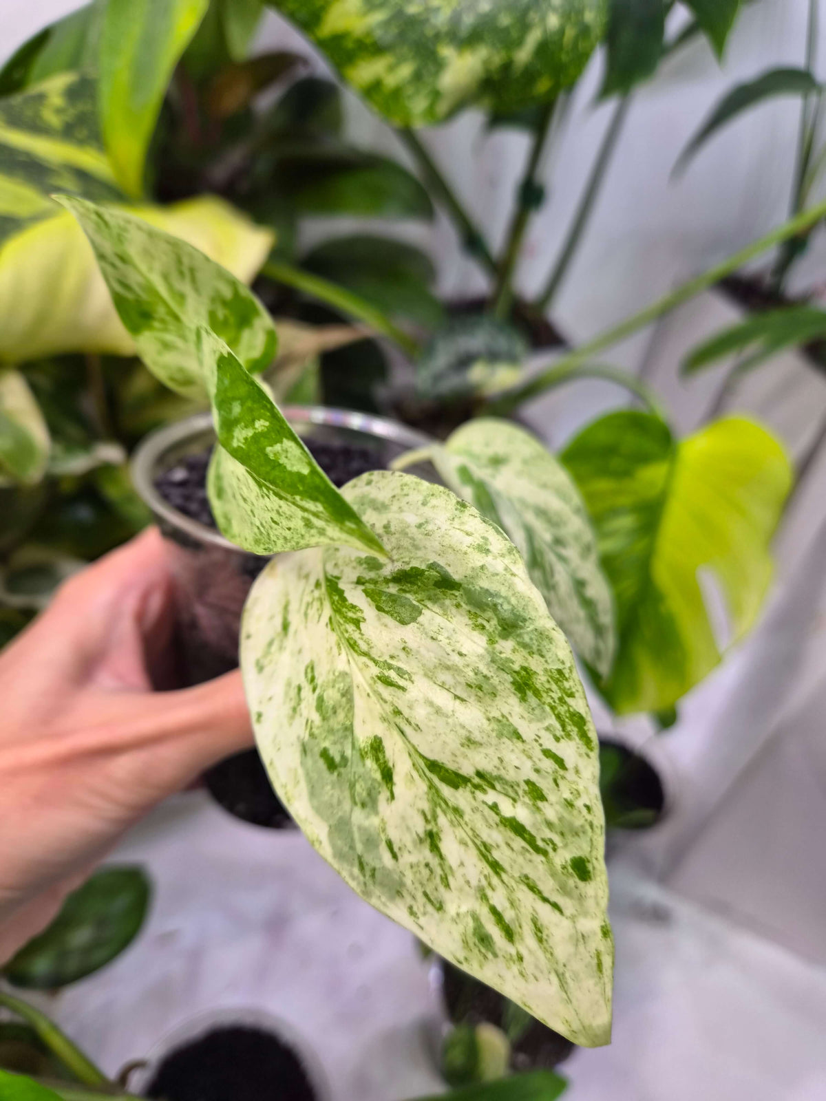 Epipremnum hanoman sp Bali - ukorzeniona sadzonka