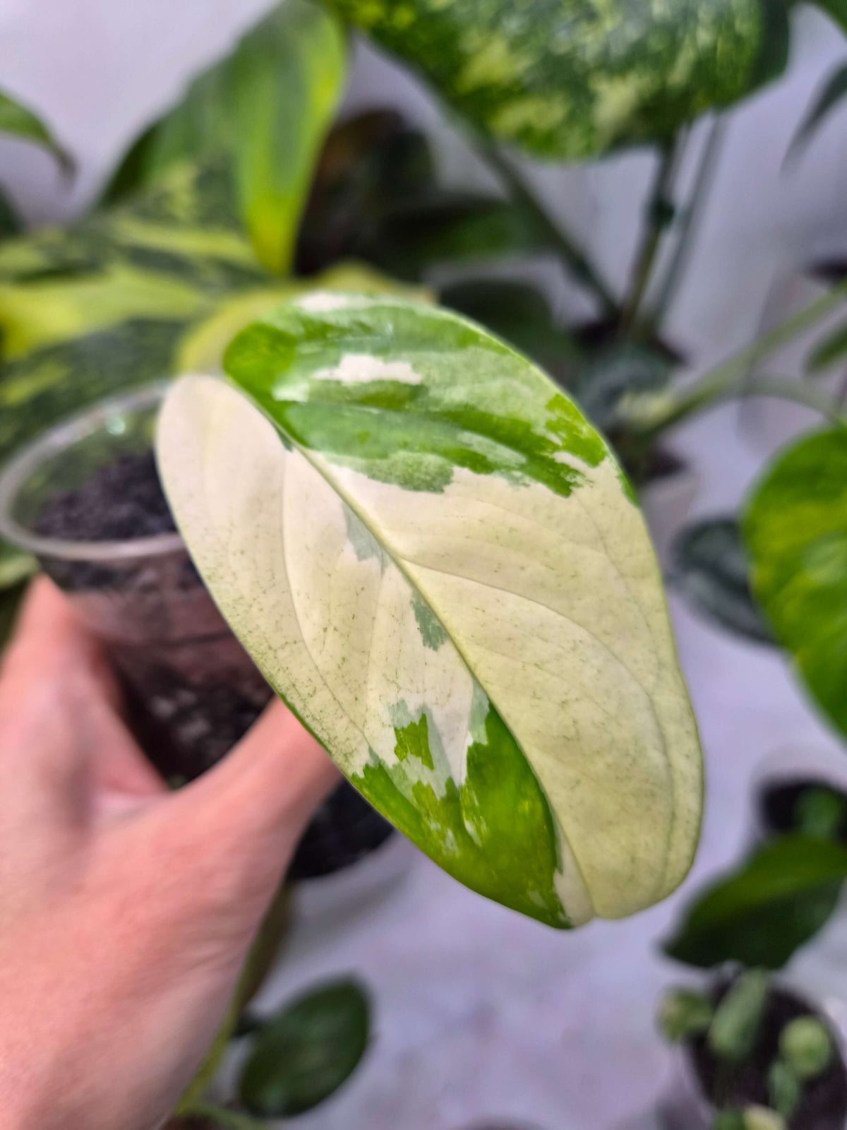 Monstera acacoyaguensis variegated - ukorzeniona sadzonka pędowa