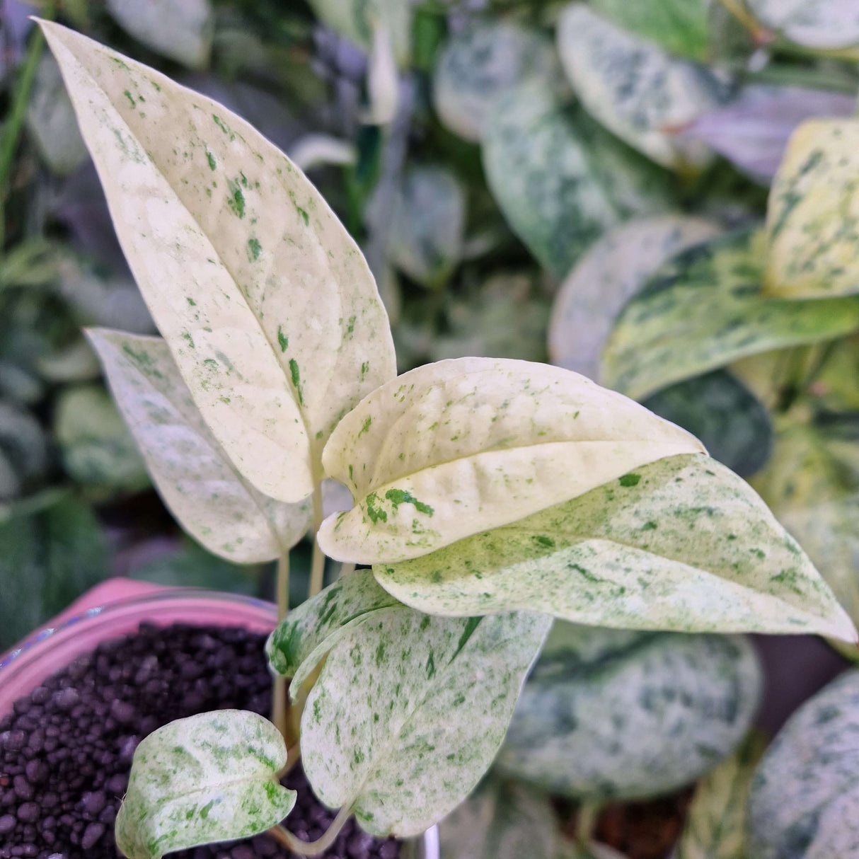 Epipremnum cebu blue variegated - ukorzeniona sadzonka