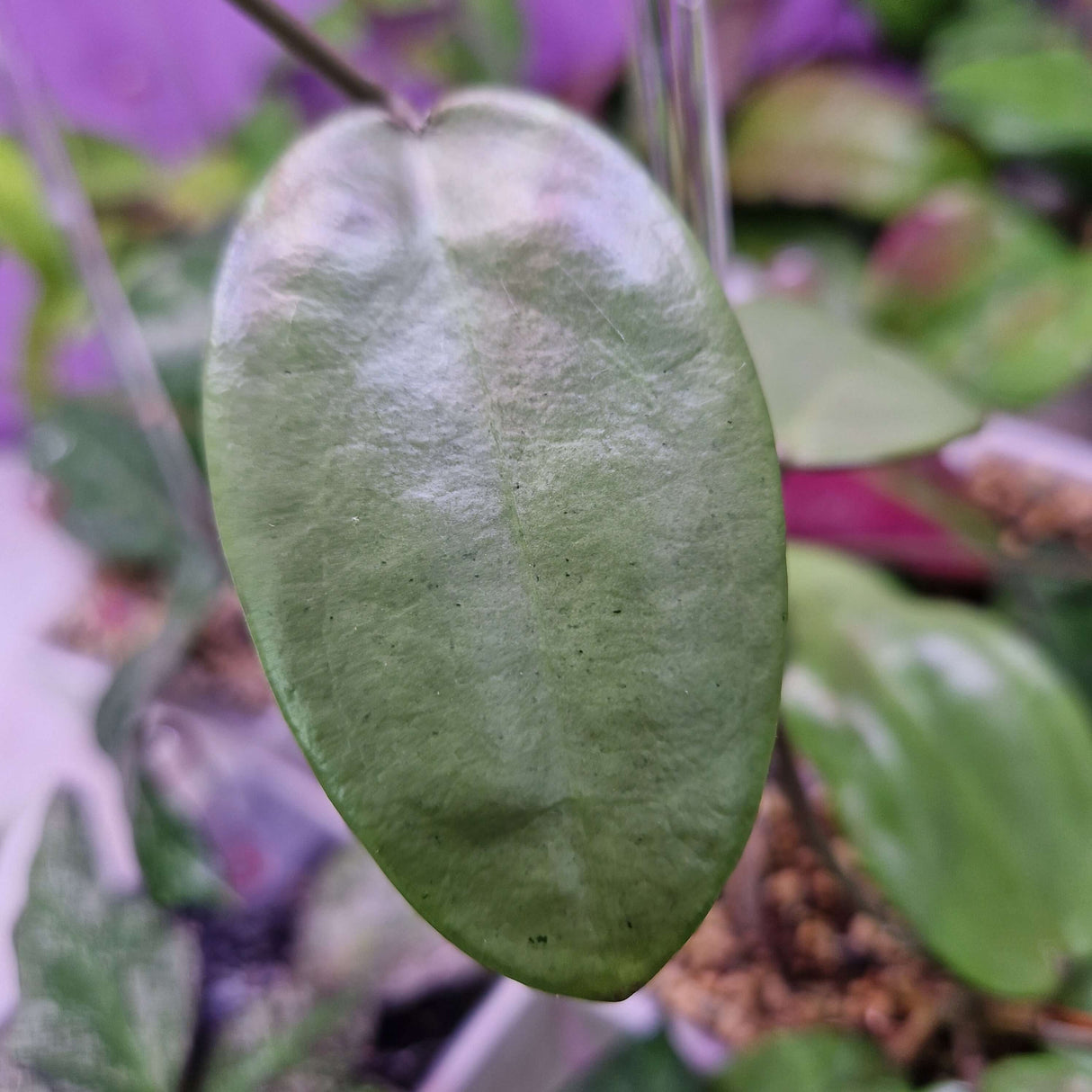 Hoya Silver Dollar - cięta sadzonka