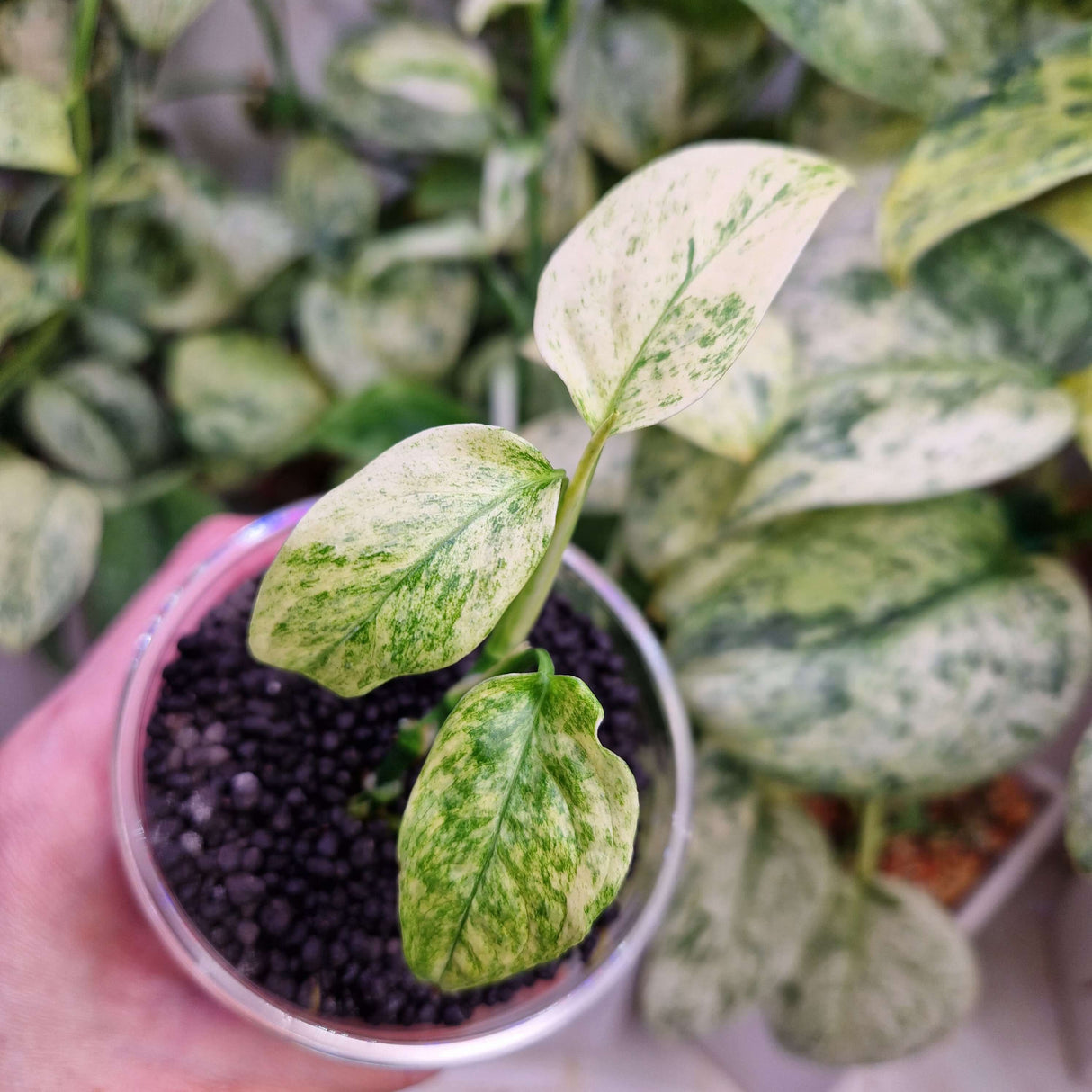 Monstera laniata mint - ukorzeniona sadzonka