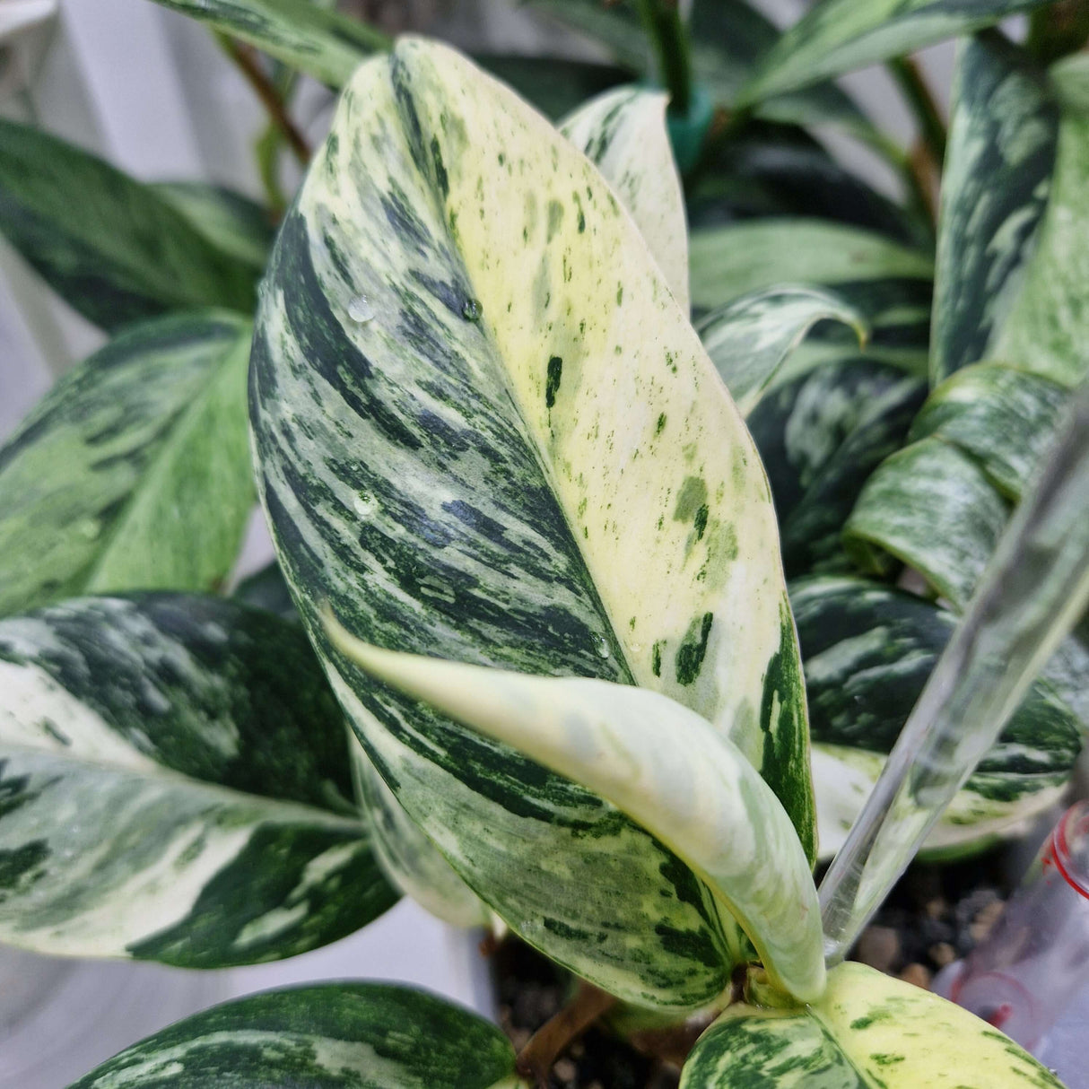 Rhaphidophora elliptica variegated - cięta sadzonka