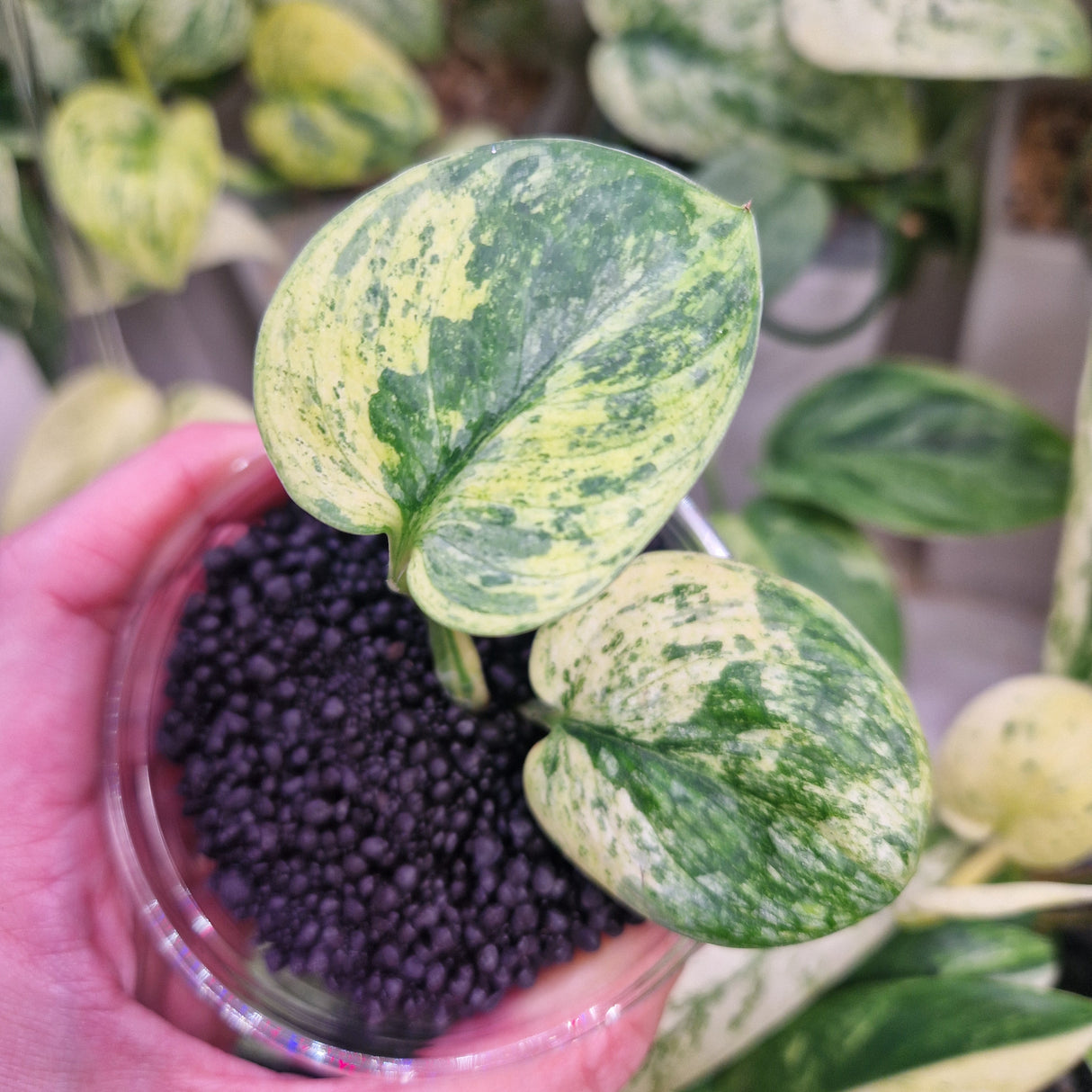 Scindapsus Dark Silver Cloud variegated – ukorzeniona sadzonka