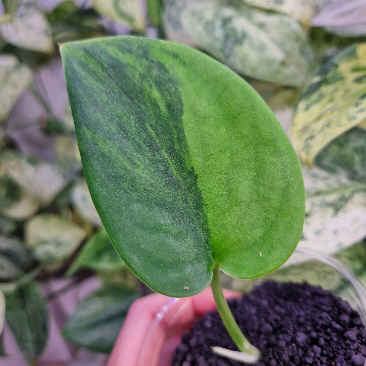 Scindapsus Garawa - ukorzeniona sadzonka