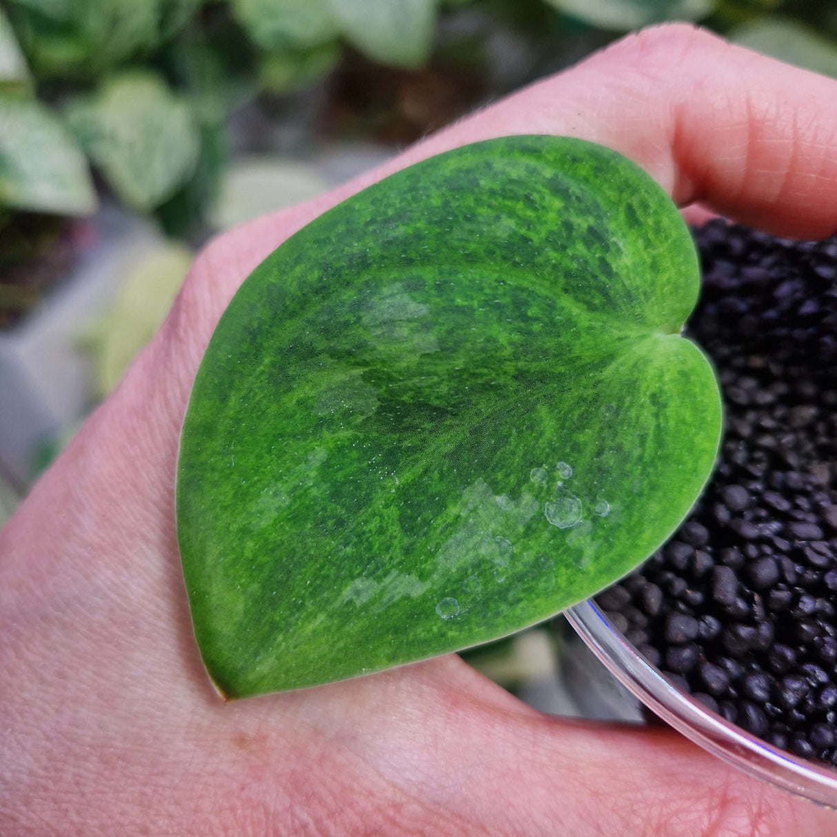 Scindapsus Green Emerald - ukorzeniona sadzonka pędowa